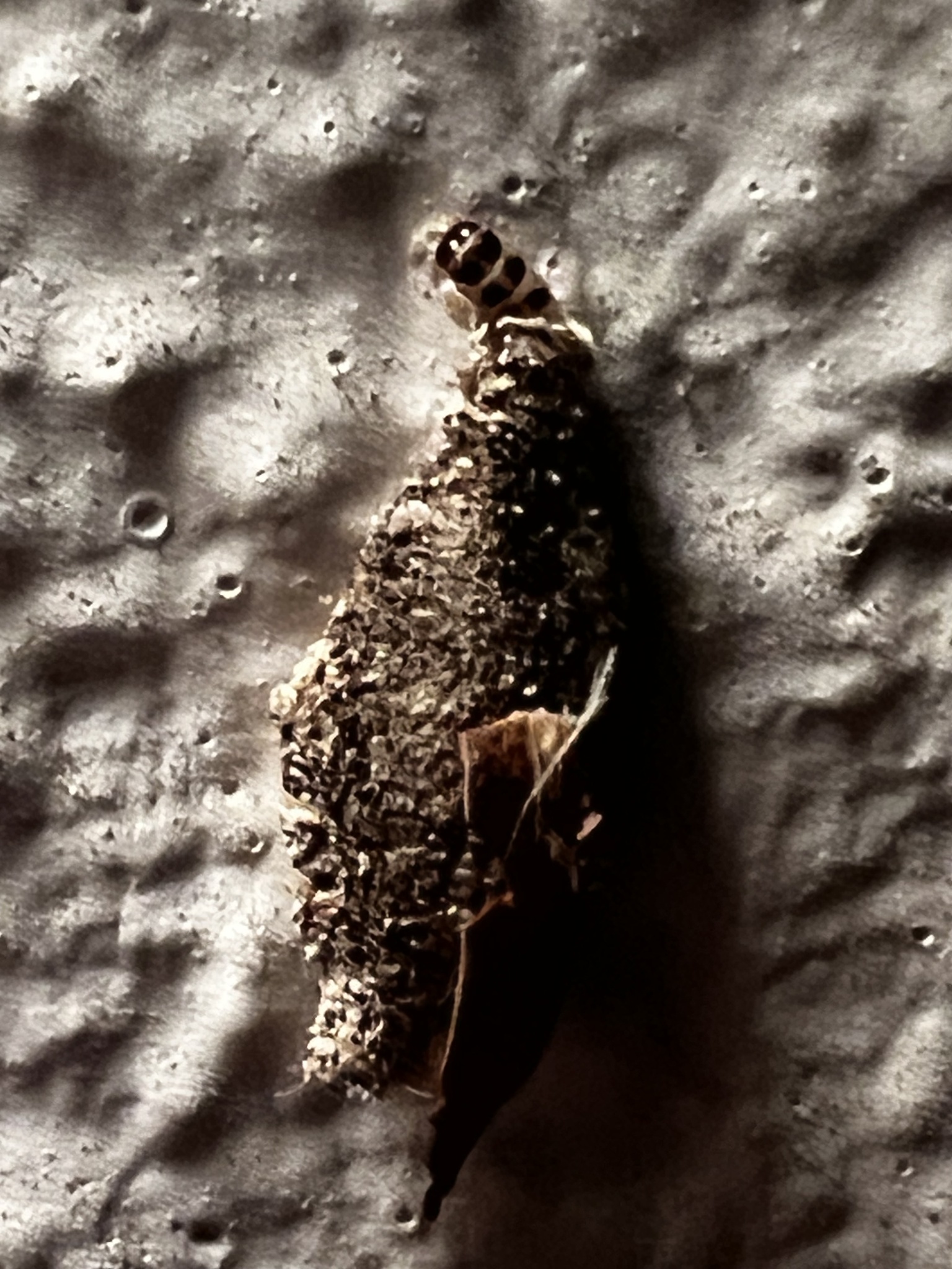 Phereoeca uterella