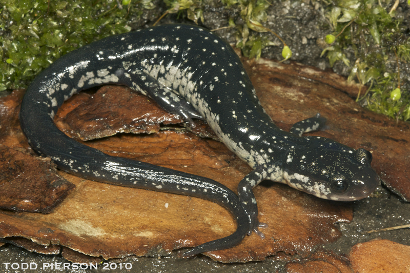 Atlantic Coast Slimy Salamander