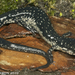 Plethodon chlorobryonis - Photo (c) Todd Pierson，保留部份權利CC BY-NC-SA