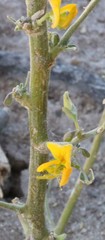 Crotalaria sphaerocarpa