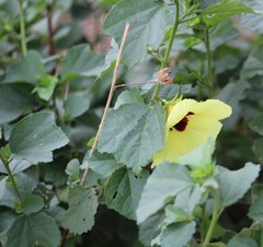 Hibiscus calyphyllus