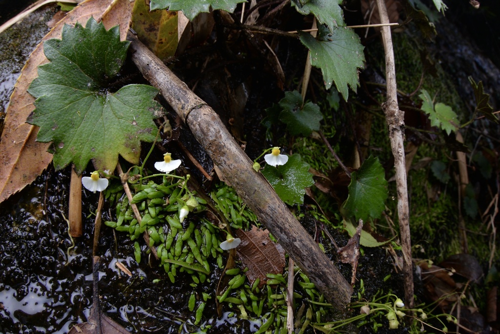 Utricularia peranomala P.Taylor