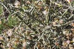 Cyclolepis genistoides