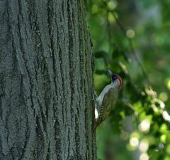 Picus viridis