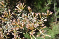 Cyclolepis genistoides
