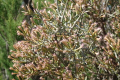 Cyclolepis genistoides