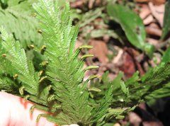 Selaginella uncinata