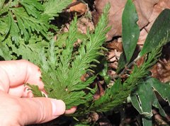Selaginella uncinata