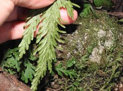 Selaginella uncinata