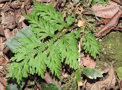 Selaginella uncinata