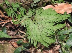 Selaginella uncinata