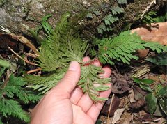 Selaginella uncinata