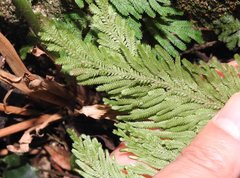Selaginella uncinata