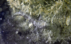 Bathygobius krefftii