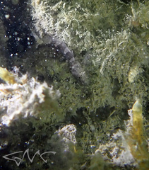 Bathygobius krefftii