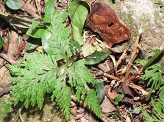 Selaginella uncinata