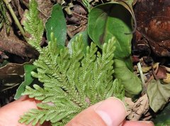 Selaginella uncinata