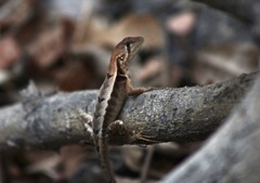 Stenocercus iridescens