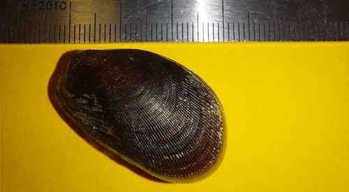 black mussel