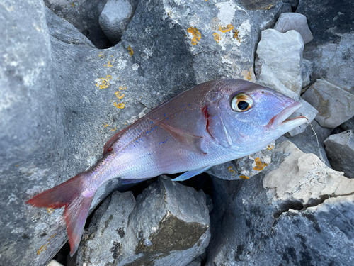 Pagellus erythrinus