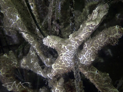 Botrylloides perspicuus