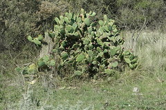 Opuntia rioplatense