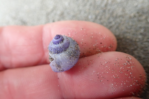 photo of Dwarf Violet Snail (Janthina exigua)