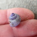 photo of Dwarf Violet Snail (Janthina exigua)