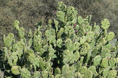 Opuntia rioplatense