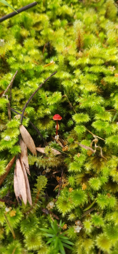 Mycena ura