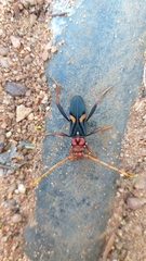 Compsomera elegantissima