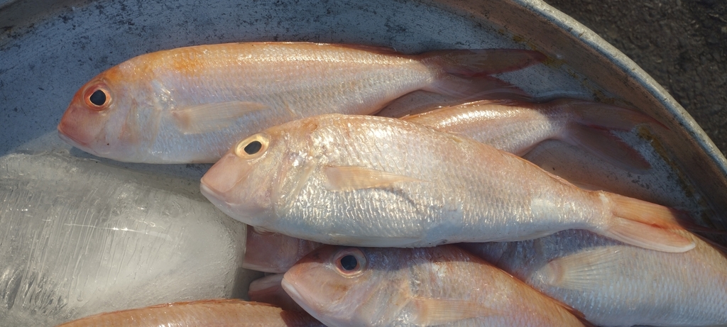 Fork-tailed Threadfin Bream