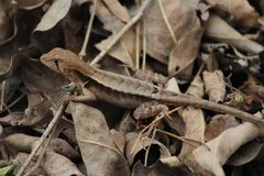 Stenocercus iridescens