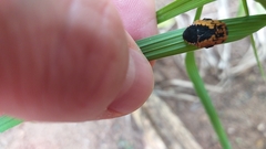 Dolichostethus levis