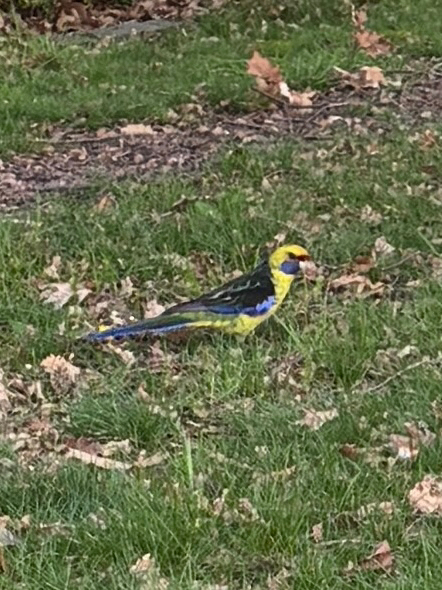 Green Rosella illustration