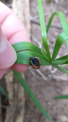 Dolichostethus levis