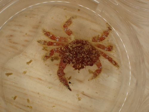 Soliella flava