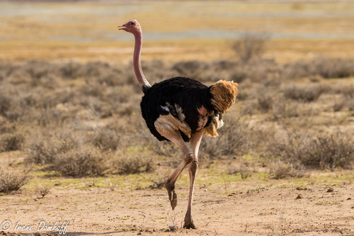 Common Ostrich