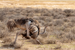 Struthio camelus massaicus