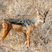 Eastern Black-backed Jackal - Photo (c) Irene Domhoff, some rights reserved (CC BY-NC)