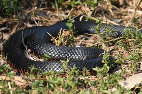 Red-bellied Black Snake sighting