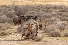 Struthio camelus massaicus