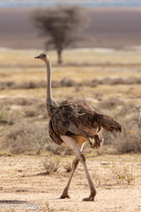 Struthio camelus massaicus