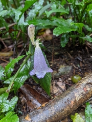 Strobilanthes pentastemonoides