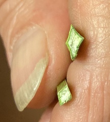 Xanthorrhoea platyphylla