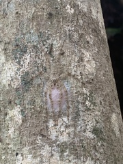 Pandercetes gracilis