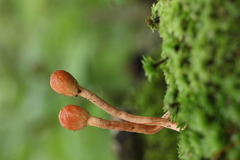 Paraisaria gracilioides