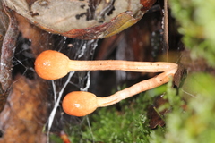 Paraisaria gracilioides