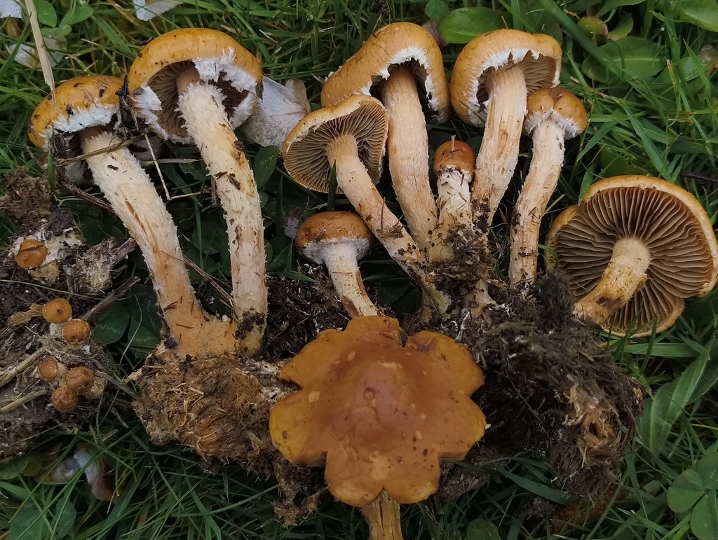 Agrocybe fimicola · October 2025 · photo: © zedt (iNaturalist, cc-by)
