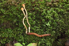 Paraisaria gracilioides